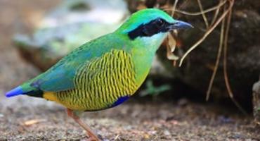 Cat Tien National Park, Vietnam