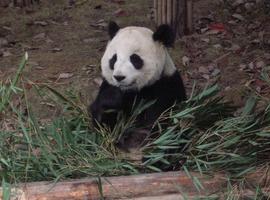 Panda Breeding Centre, Chengdu