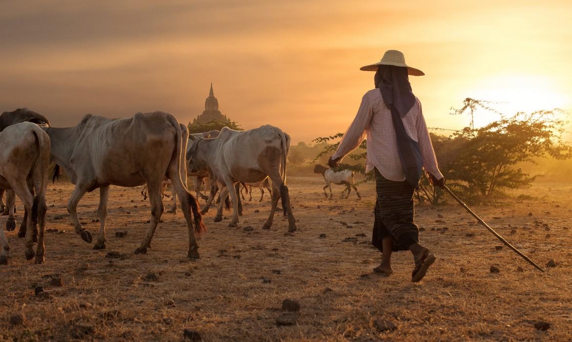 Burmese farmer leads cattle herd, Bagan