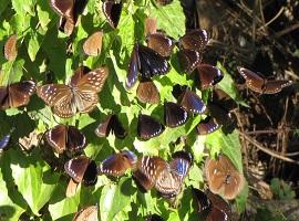 Purple butterflies, Maolin