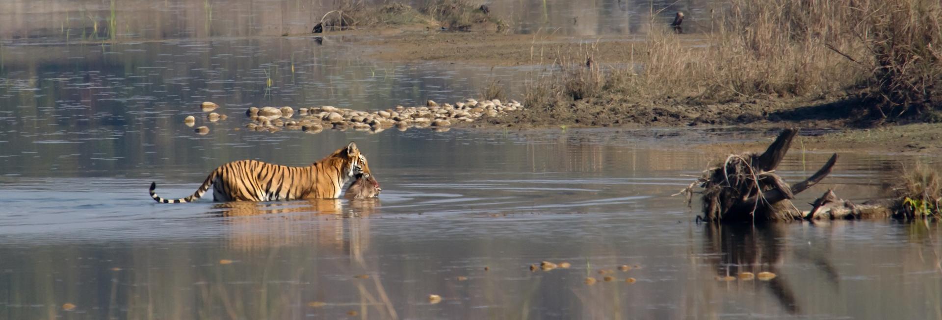 Tiger, Chitwan