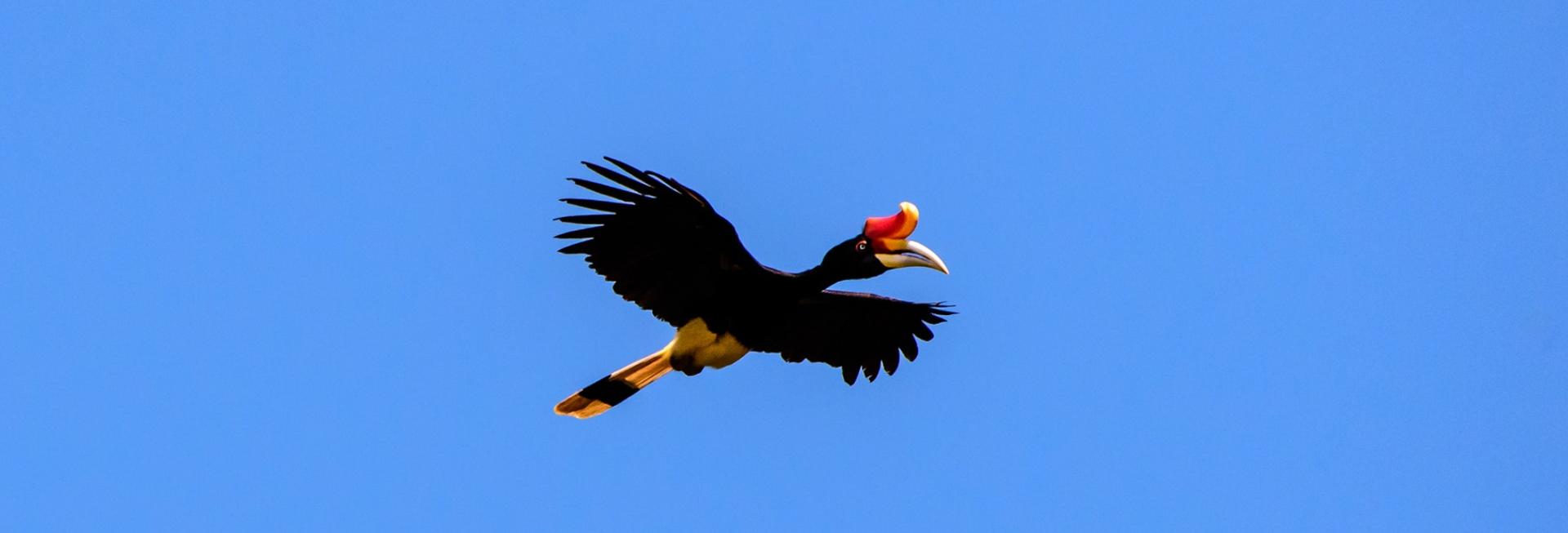 Hornbill, Borneo