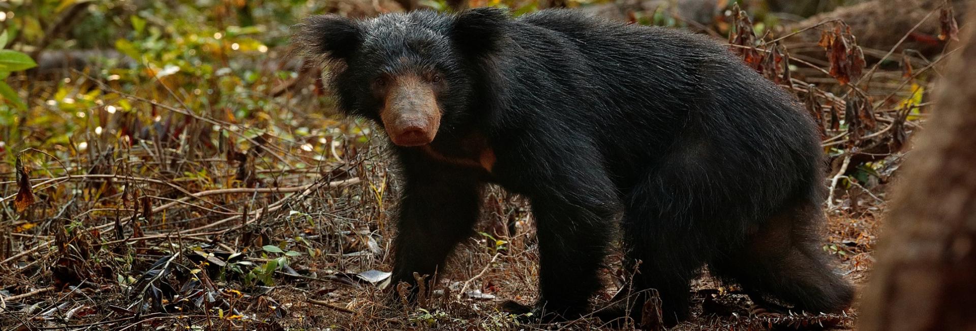 Sloth Bear, Wilpattu National Park, Sri Lanka