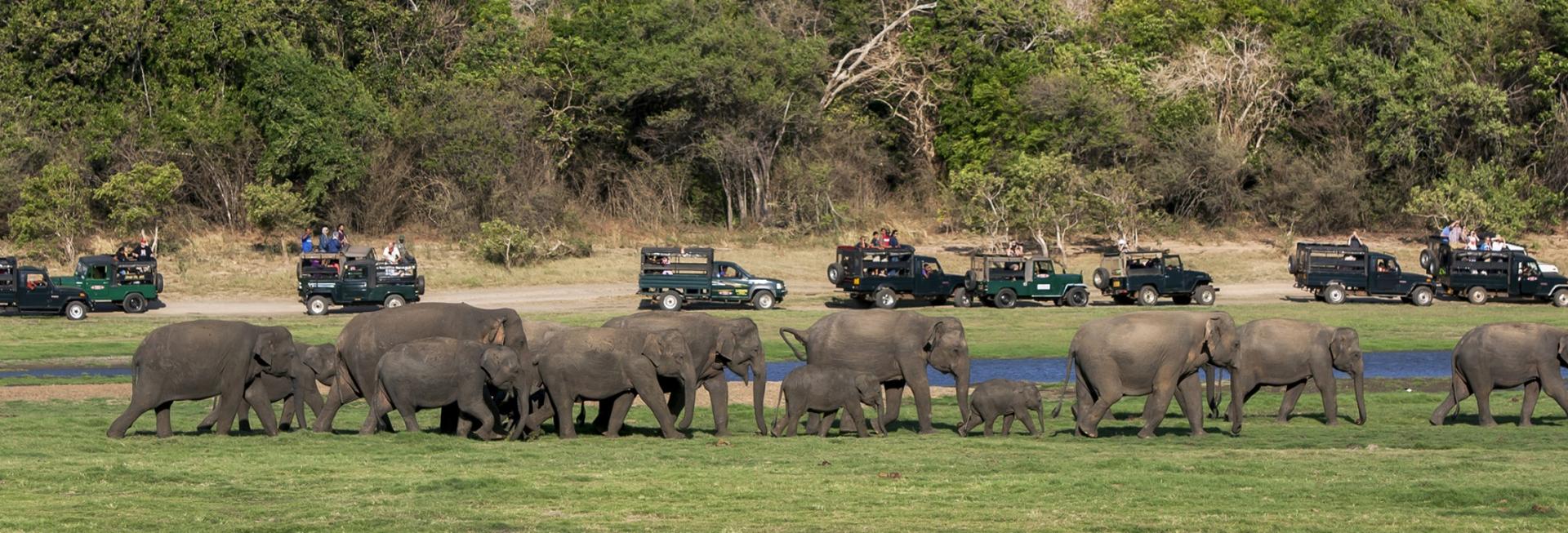 Elephants, Minneriya National Park, Sri Lanka