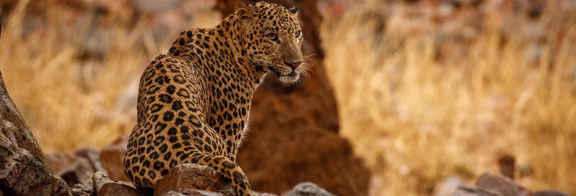 Leopard, Jawai