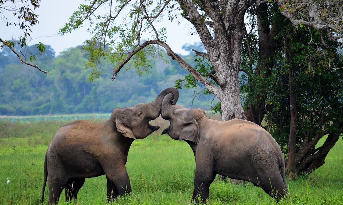 Elephants, Yala National Park