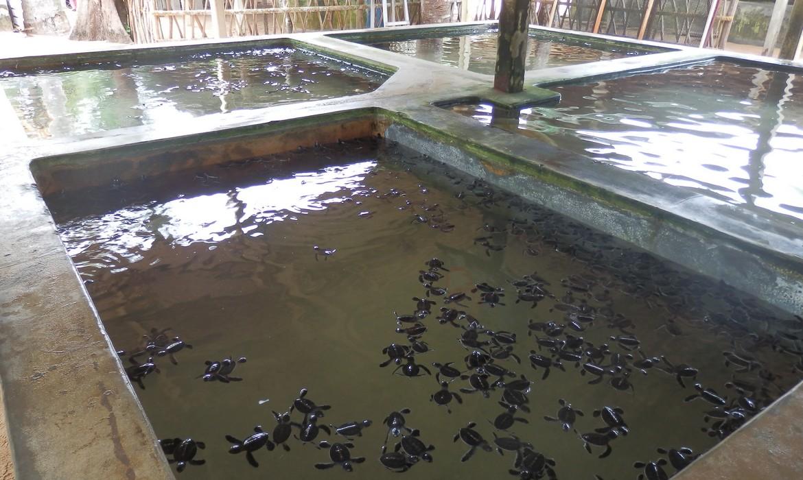 Kosgoda Turtle Hatchery