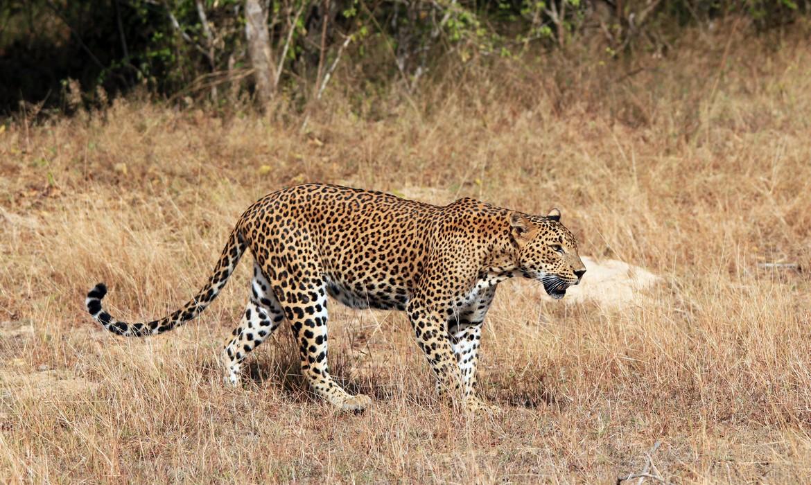 Leopard, Yala National Park