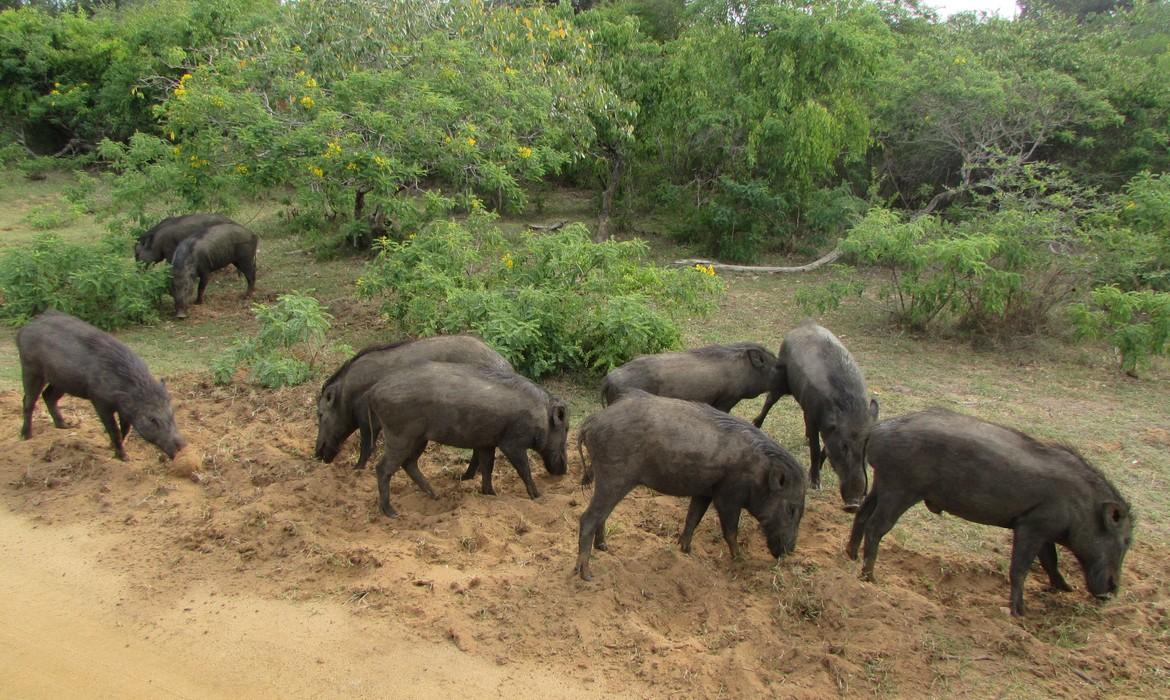 Wild boar, Yala National Park