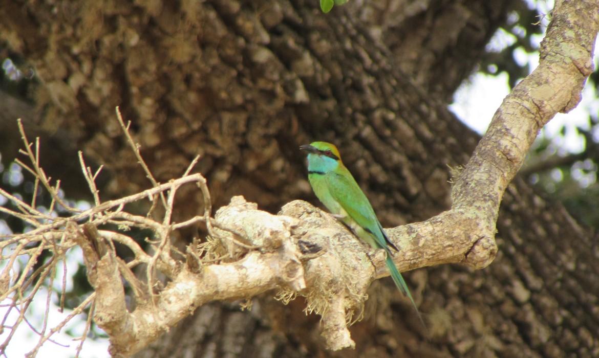 Bird, Yala National Park