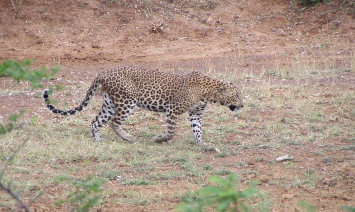 Leopard, Yala National Park