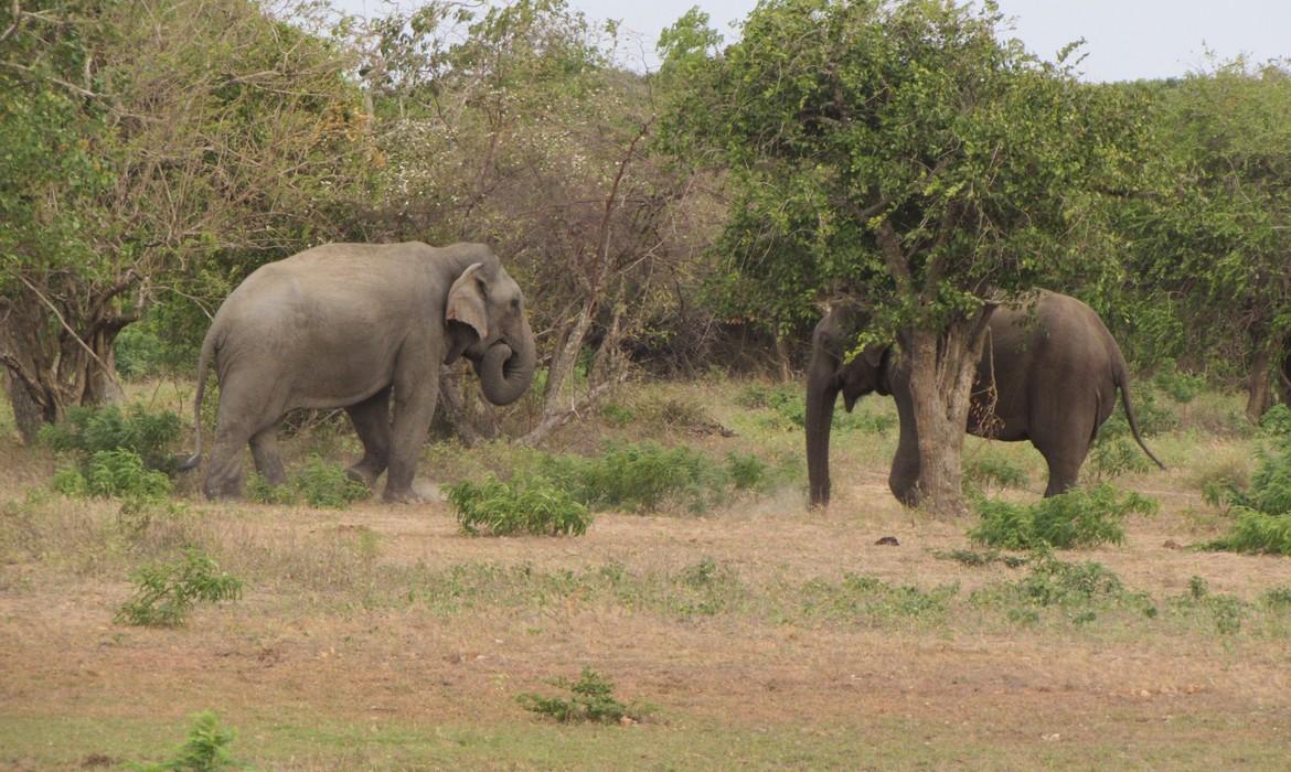 Elephants, Yala National Park