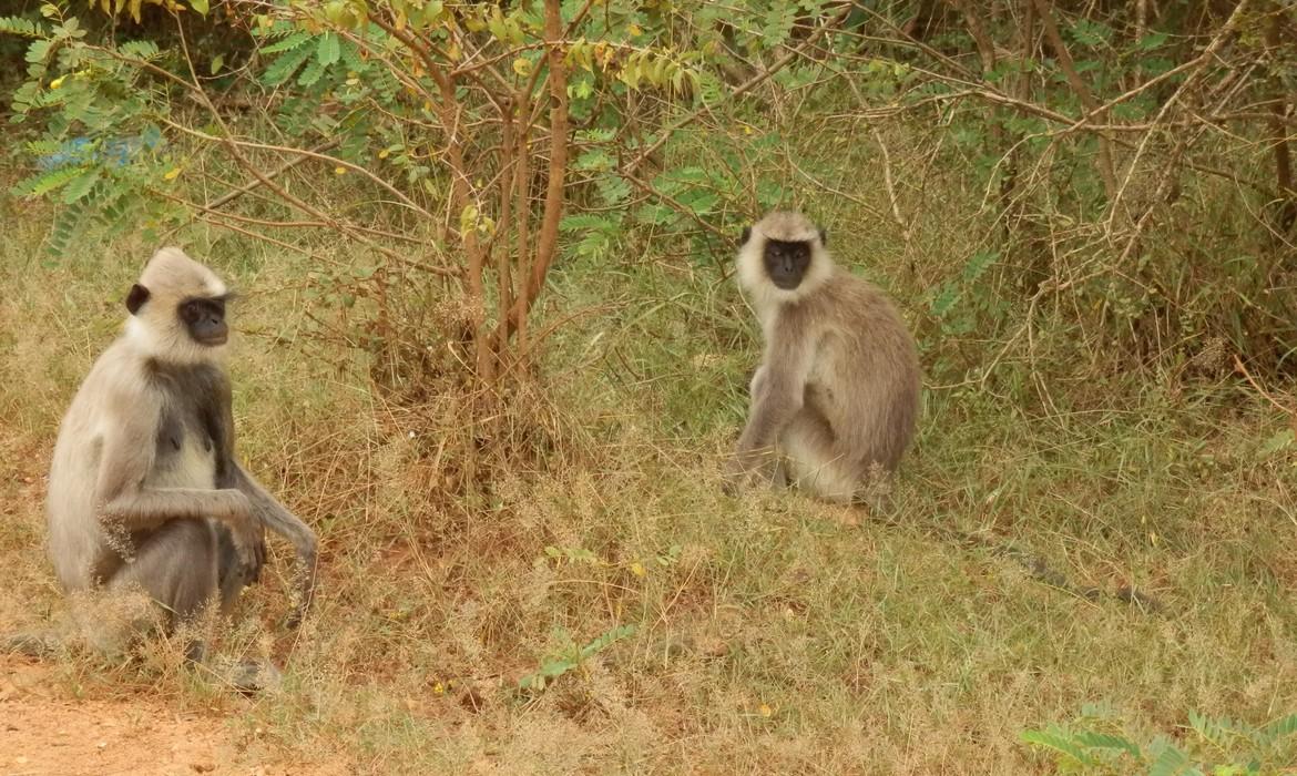 Monkeys, Yala National Park