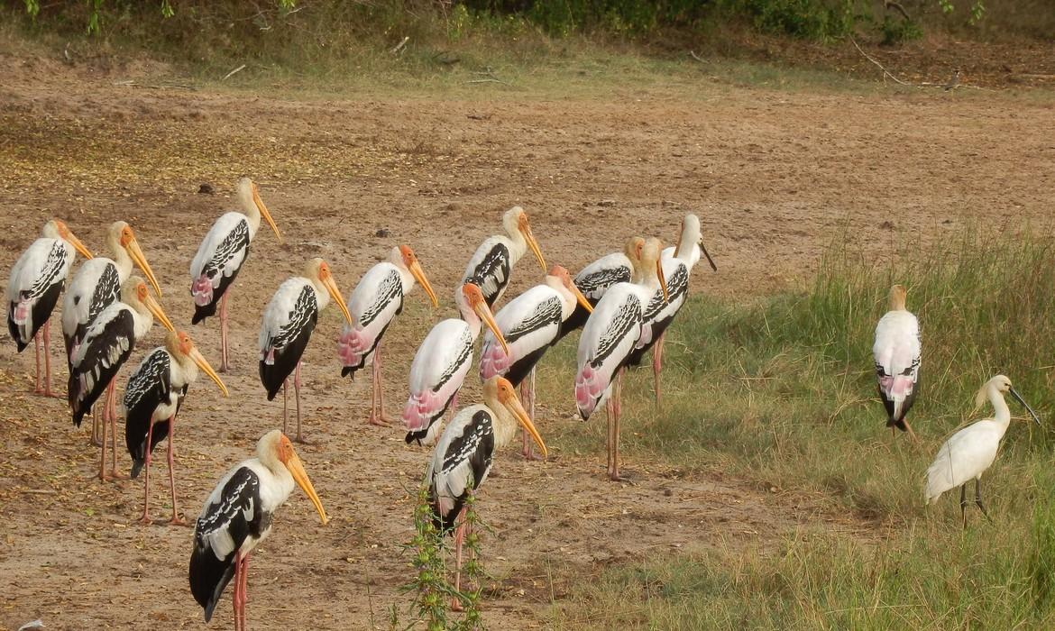 Stork, Yala National Park