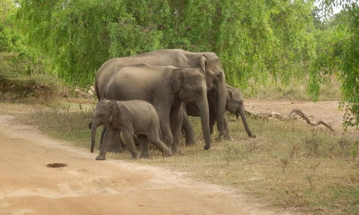 Elephant family, Yala National Park