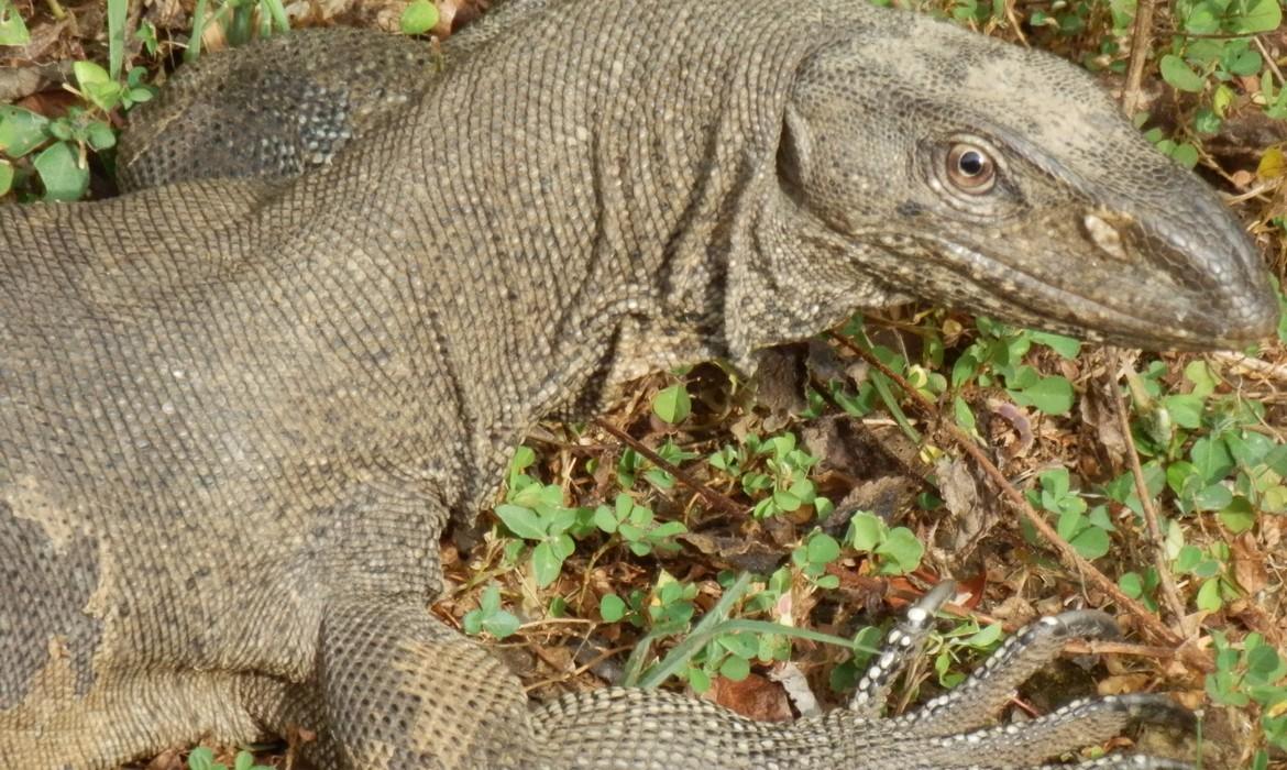 Lizard, Yala National Park