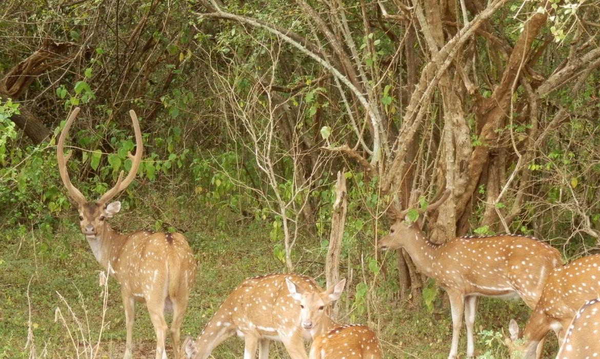 Deer, Yala National Park