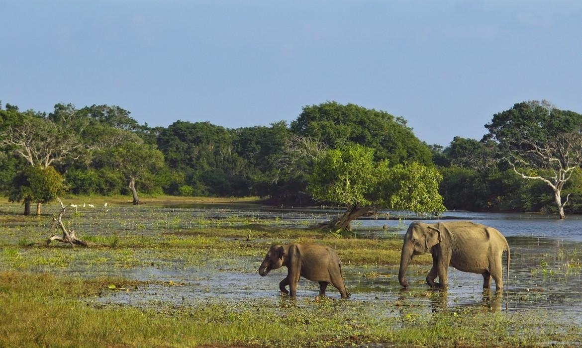 Elephants, Yala National Park
