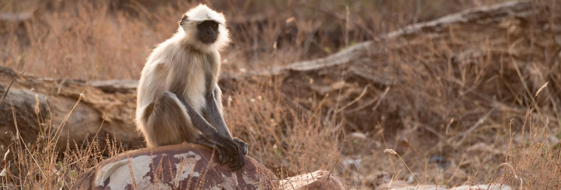 Hanuman Langur, Kabini National Park