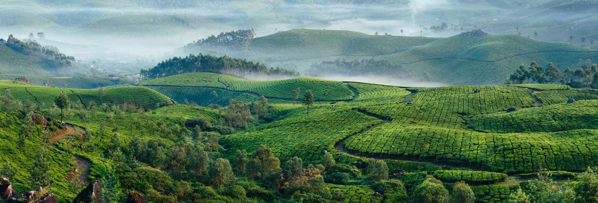 Misty mountain view, Munnar