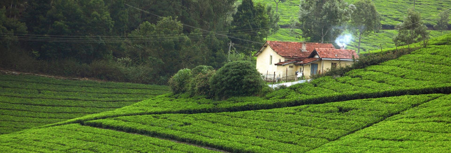 Tea fields, Coonoor