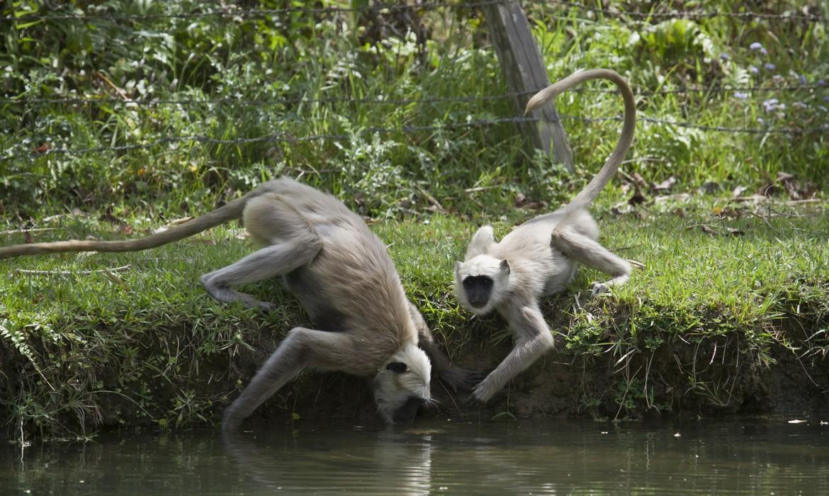 Bardia National Park