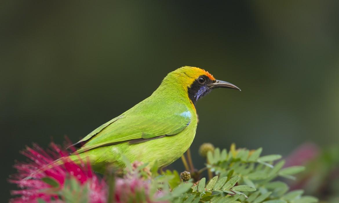 Bardia National Park