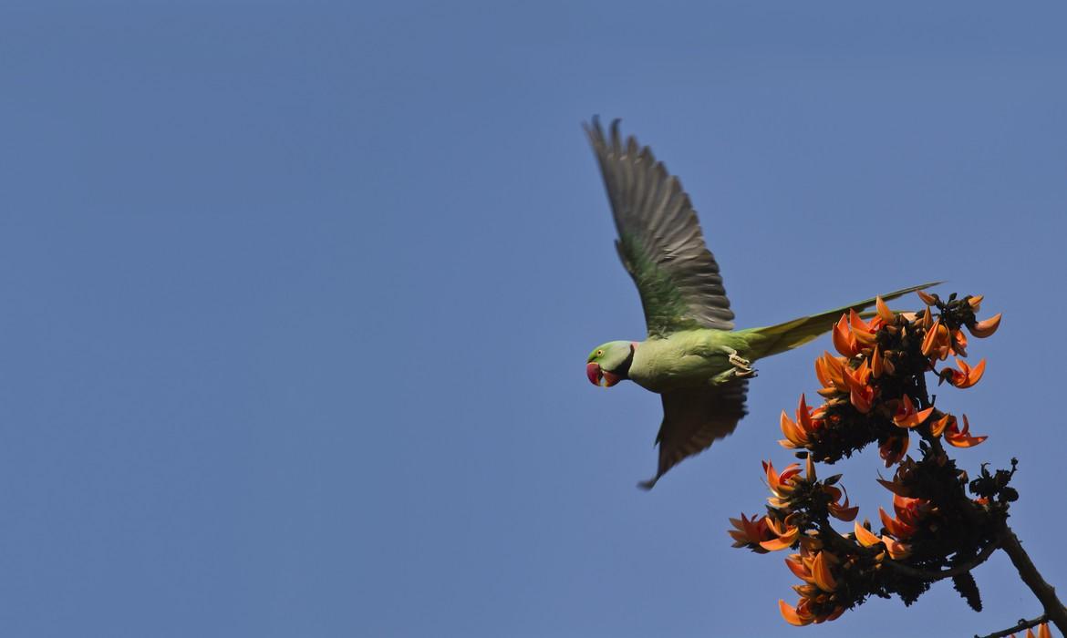 Bardia National Park
