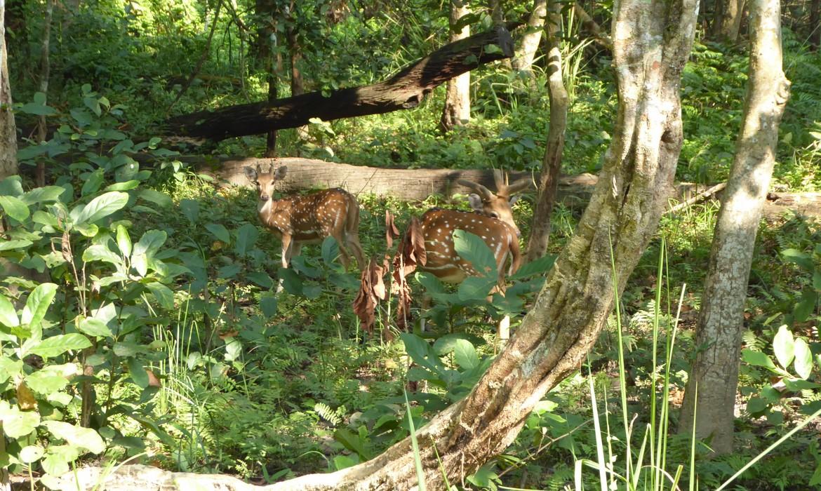 Chitwan National Park