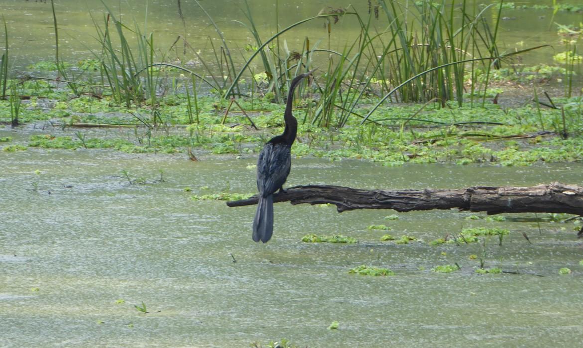 Chitwan National Park