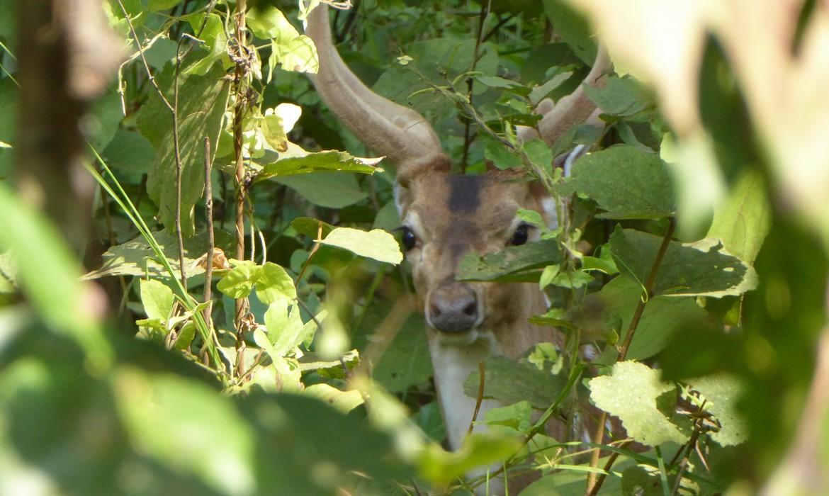 Chitwan National Park