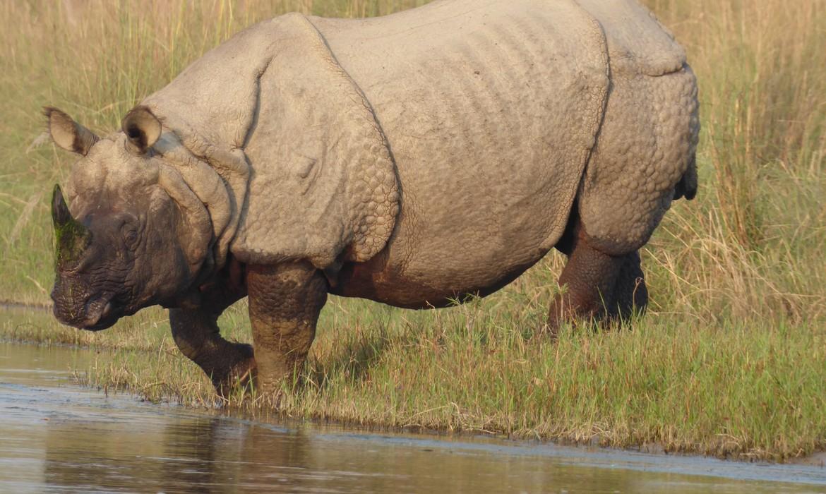 Chitwan National Park
