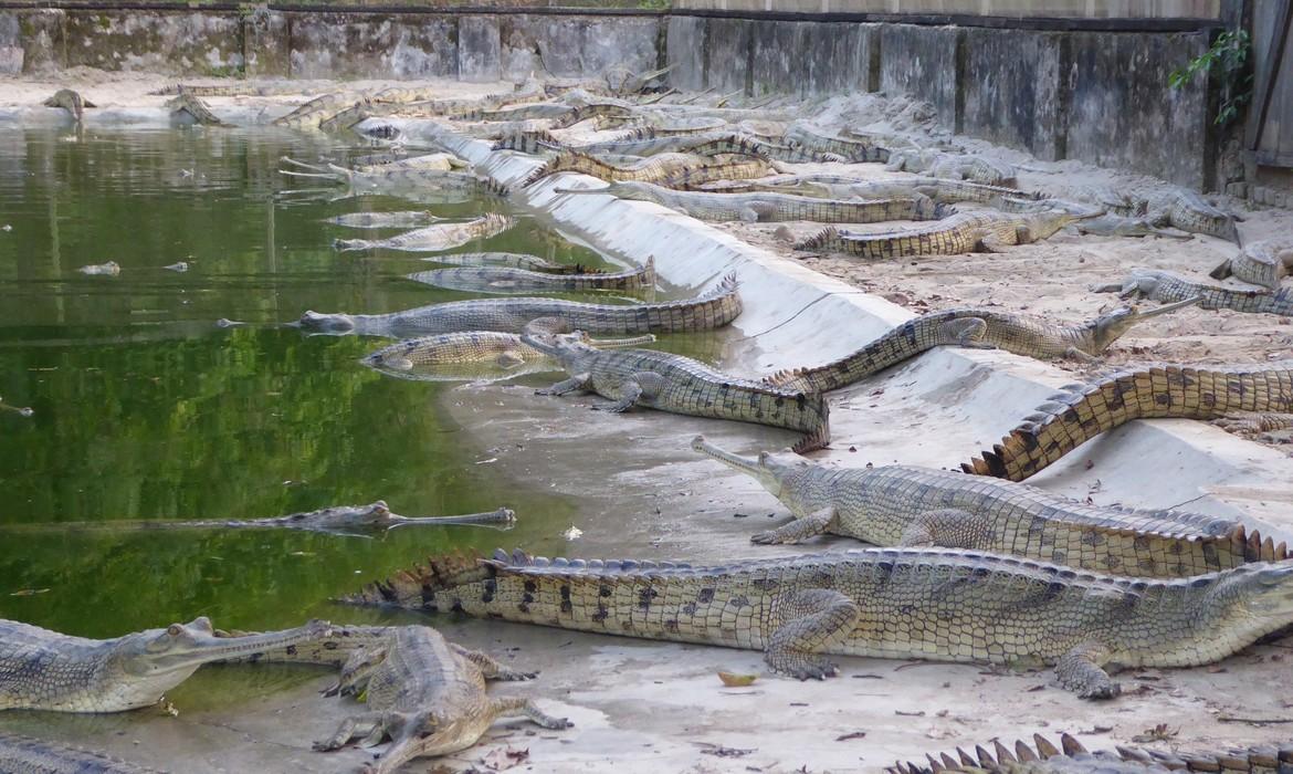 Chitwan National Park