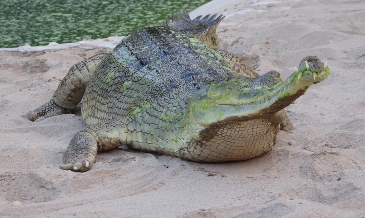 Chitwan National Park