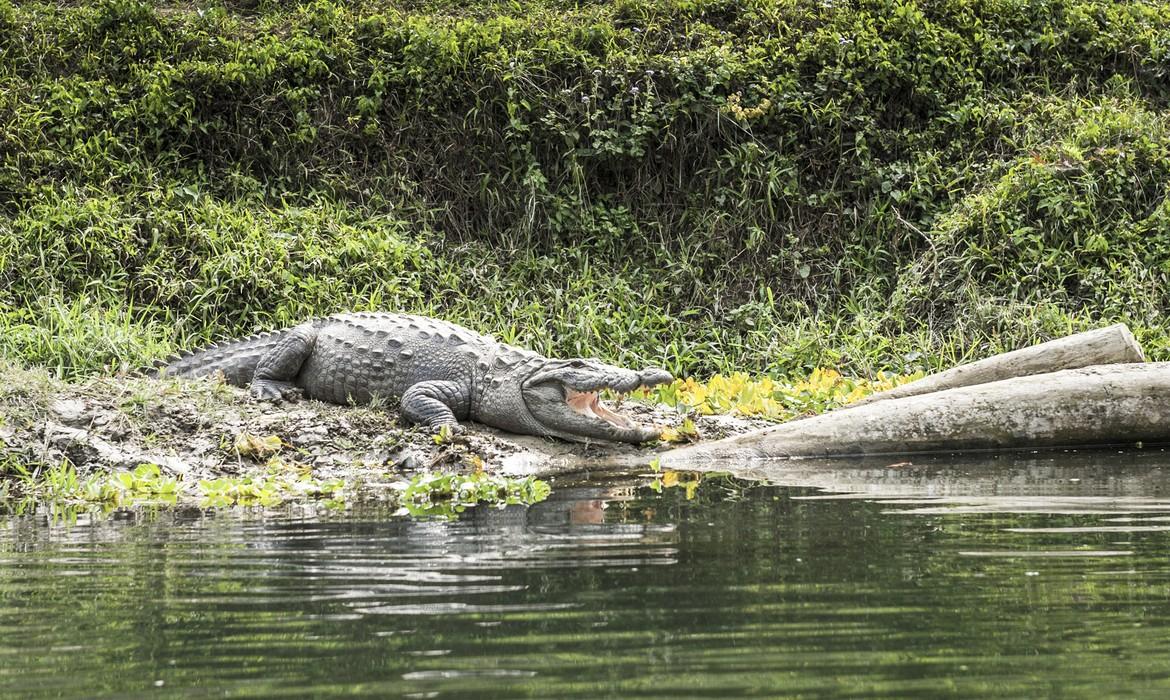 Chitwan National Park