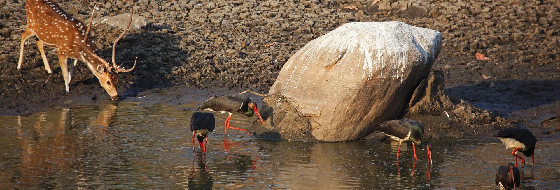 Watering Hole, Pench National Park