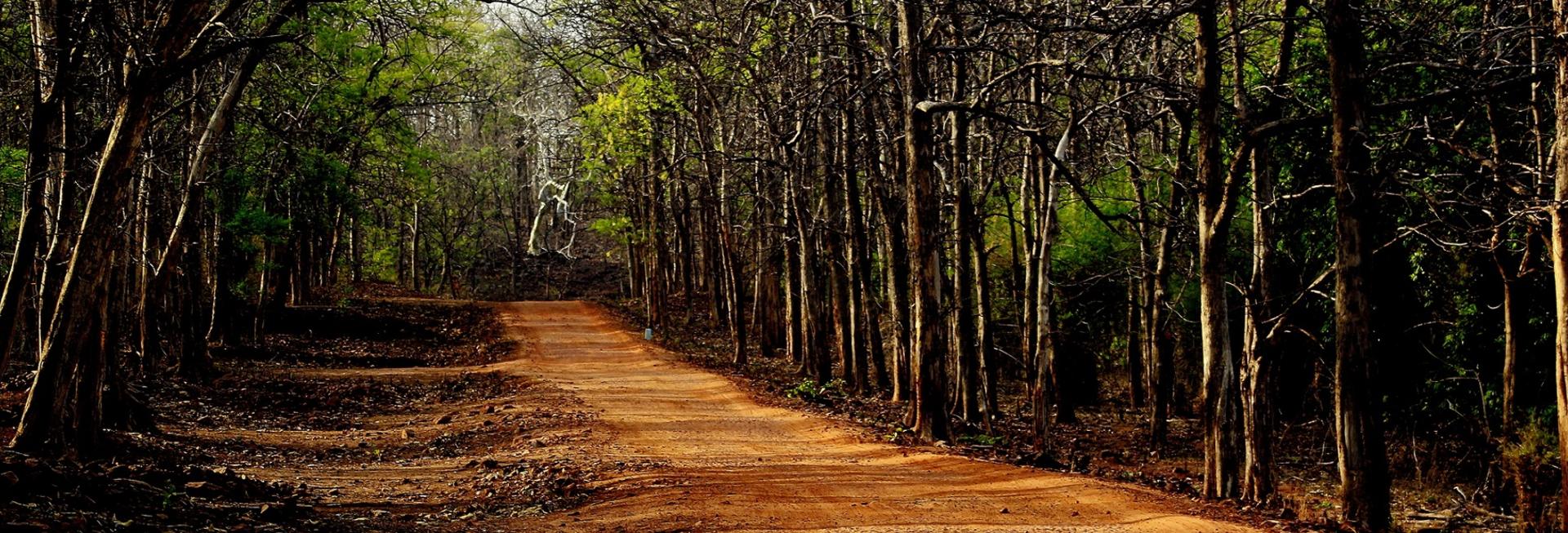 Jungle Road, Tadoba national park