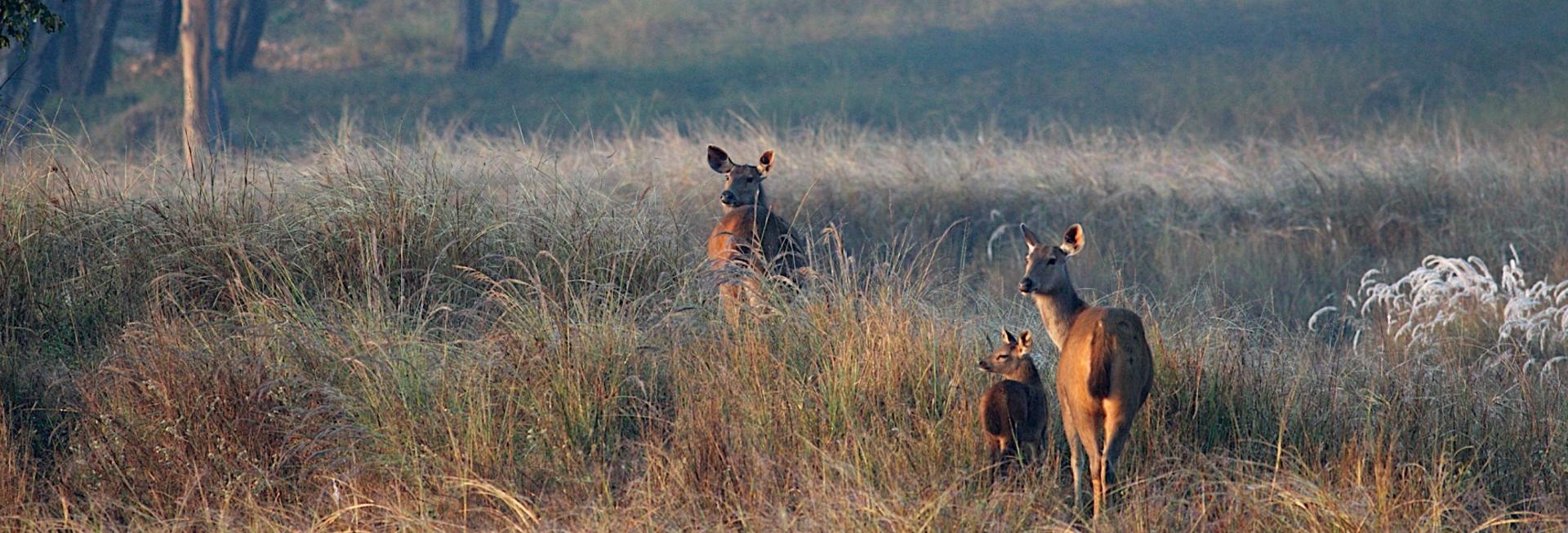 Chital Deer, Kanha National Park