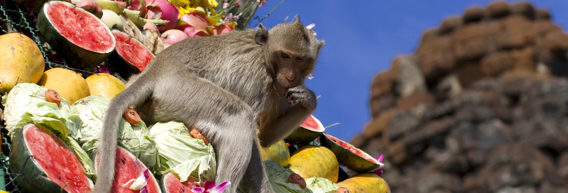Monkey Buffet festival. Lopburi