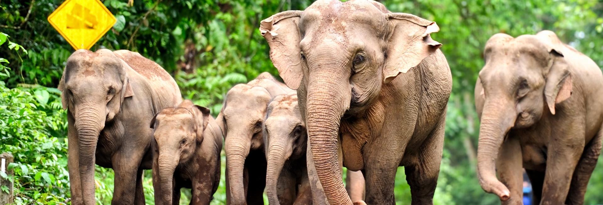 Elephant family, Khao Yai