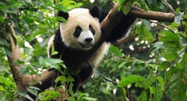 Tour of Sichuan, Bamboo Travel