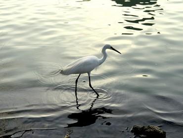 Egret, Olango Wildlife Sanctuary, Cebu