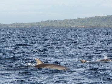 Dolphins, Pamilican Island, the Philippines