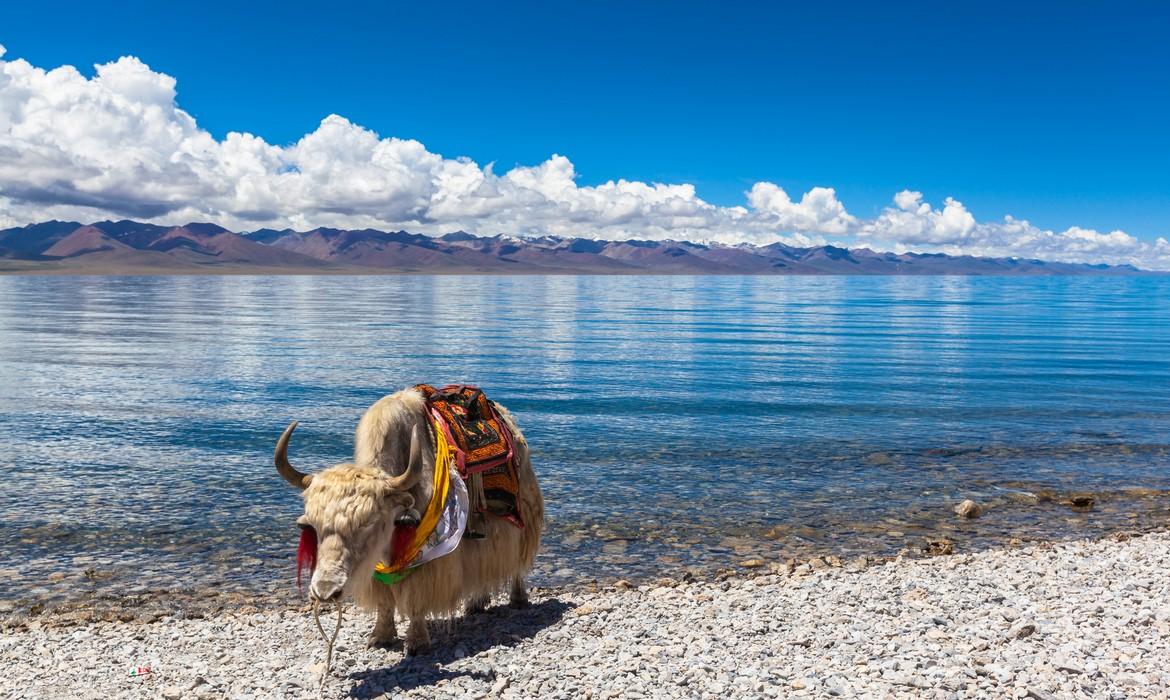 Yak, Lake Namtso