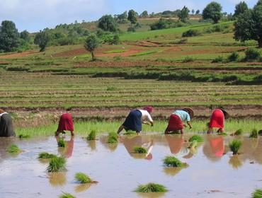 Working in the paddy fields, Kalaw