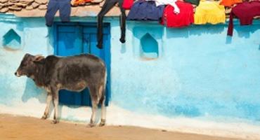 Cow in village, Bundi, Rajasthan