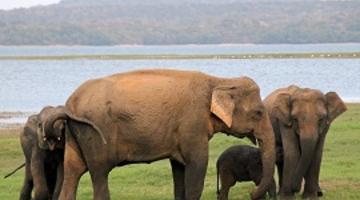 Elephant family, Minneriya National Park, Sri Lanka