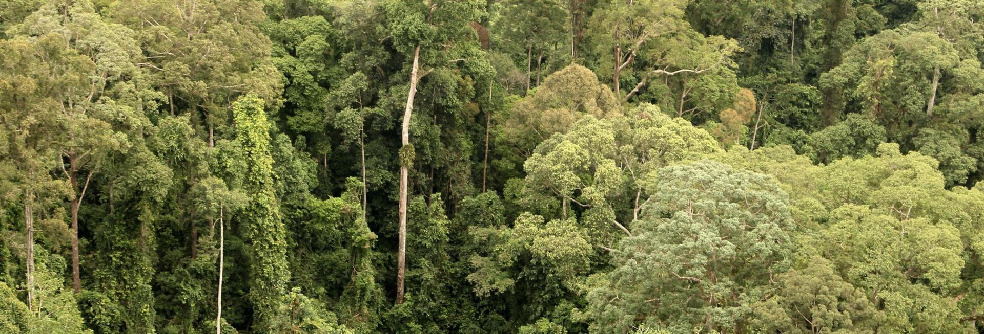 Rainforest, Danum Valley