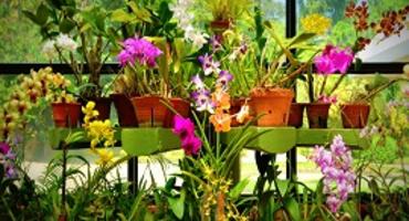 Peradeniya Botanical Gardens, Kandy, Sri Lanka