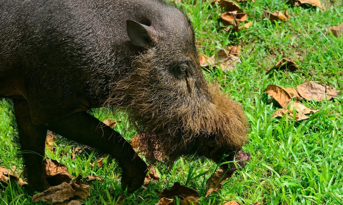 Bornean Bearded Pig, Bako National Park